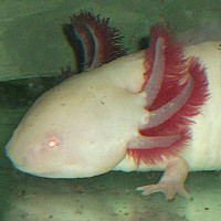 /album/axolotl/szerk2-jpg/