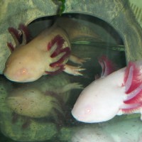 /album/axolotl/szerk3-jpg/