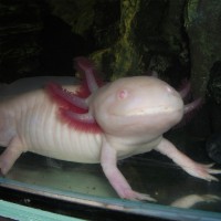 /album/axolotl/a1-jpg/