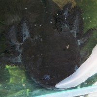/album/axolotl/a2-jpg/