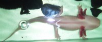 /album/axolotl/a3-jpg/