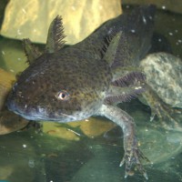 /album/axolotl/a4-jpg/