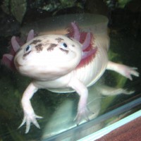 /album/axolotl/a5-jpg/